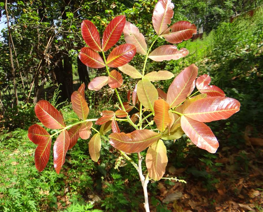 Schleichera oleosa